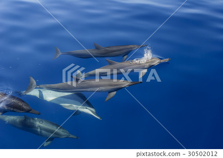 一群海豚在納吉海中吞嚥 一群海豚在納吉海中吞嚥 30502012