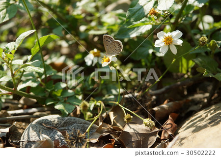 Blue gray butterfly 30502222