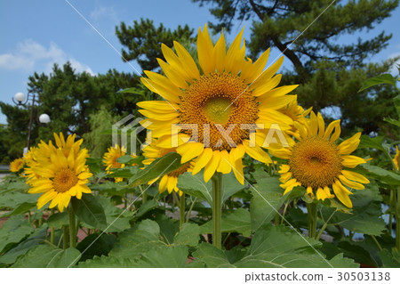 sunflower sunflower 30503138