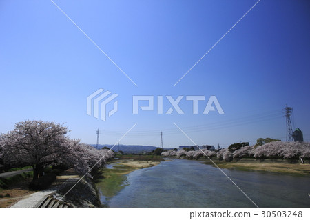 Cherry Blossoms Cherry Blossoms 30503248