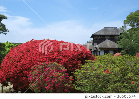 Kirishima Azaleas of Kairakuen Kirishima Azaleas of Kairakuen 30503574