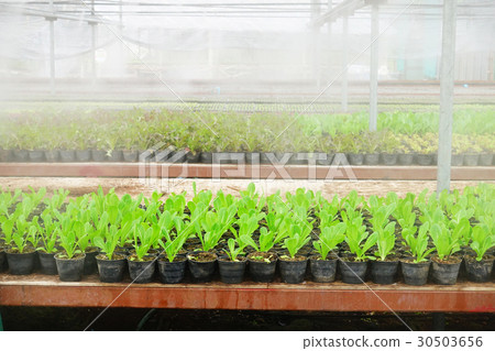 Green fresh Vegetable in organic farm. 30503656