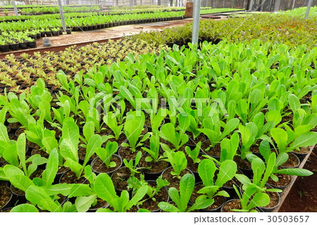 Green fresh Vegetable in organic farm. 30503657