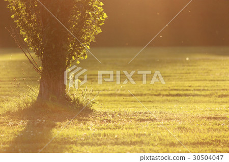 Poplar tree picture 30504047