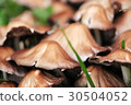 Wild mushroom photo 30504052
