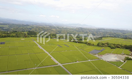 牧野原Ochaen茶園 30504338