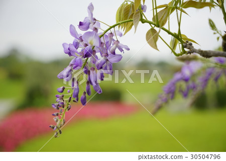 紫藤花 30504796