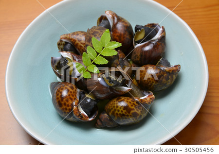 True twig True twig 30505456