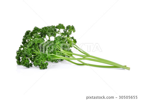 parsley isolated on white background parsley isolated on white background 30505655