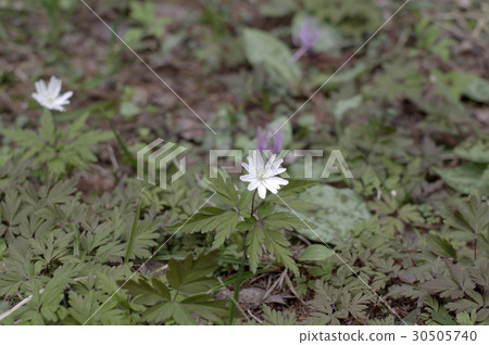Chrysanthemums 30505740