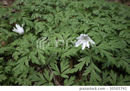 海葵pseudoaltaica 30505741