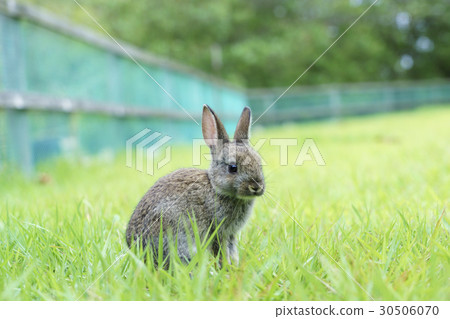 Usagi in Usagi island 30506070