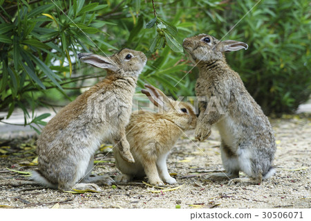 Usagi in Usagi island 30506071