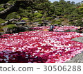 Ikeizumi Peony 1 30506288