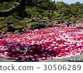 Ikeizumi Peony 2 30506289