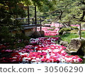 Ikeizumi peony 3 30506290