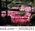 Ikeizumi Peony 4 30506291