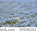 Sera Nemophila 1 30506292