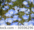 Sera Nemophila 4 30506296