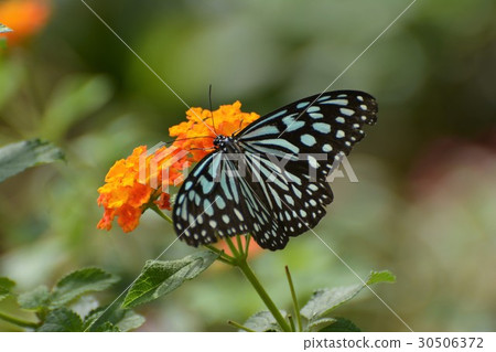 Ryukyu Asagi Madara Ryukyu Asagi Madara 30506372