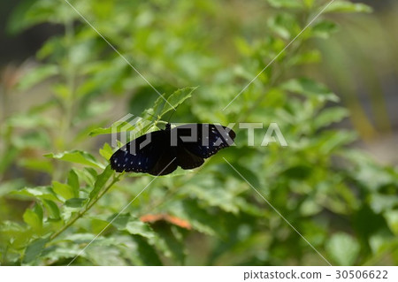 Tsumura Maki Madara 30506622