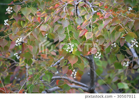 Nankinhase Nankinhase 30507011