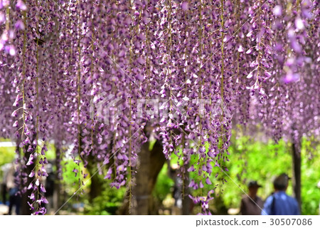 Wisteria flower of Tsushima Tennoji Park 30507086