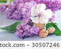 lilac flower purple background romantic 30507246