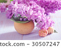 lilac flower purple background romantic 30507247
