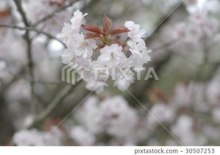 Kinugasa (cherry blossoms) Kinugasa (cherry blossoms) 30507253