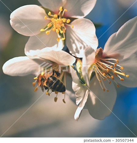 Spring background. Beautiful tree with a bee.  30507344