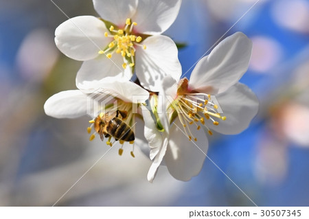 Spring background. Beautiful tree with a bee. Spring background. Beautiful tree with a bee. 30507345