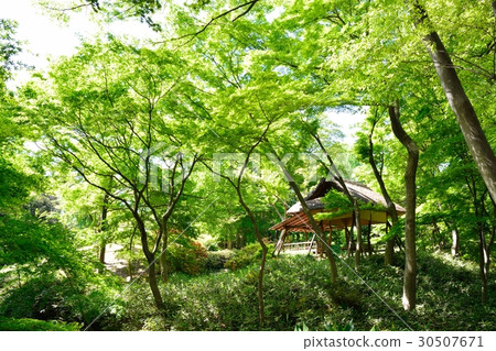 Fresh green Rokugien Fresh green Rokugien 30507671