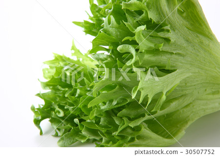褶邊生菜 褶邊生菜 30507752