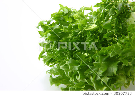 褶邊生菜 30507753