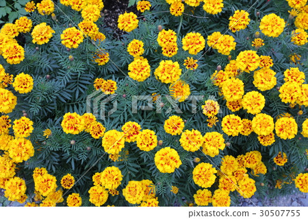 Marigold Marigold 30507755