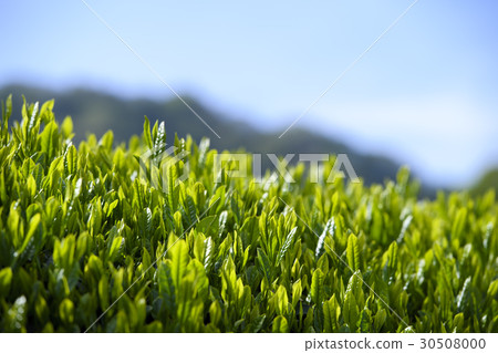 日本茶芽 30508000