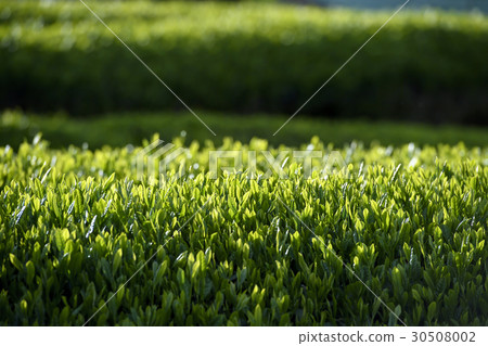 日本茶芽 日本茶芽 30508002
