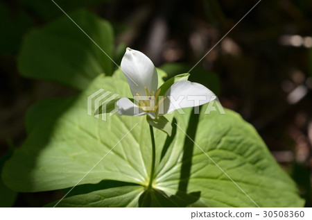 Ooba Nano Enresso Sapporo City Ooba Nano Enresso Sapporo City 30508360