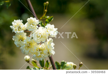 Kika Rose黃色moco芭芭拉 30508468