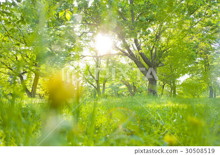 Sunlight through the park Sunlight through the park 30508519