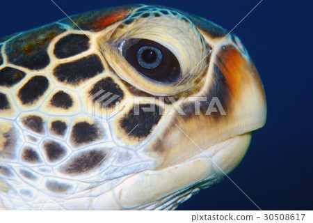 Sea turtle Okinawa sea 30508617