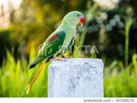 Parrot, lovely bird, animal and pet at naturalpark 30508678