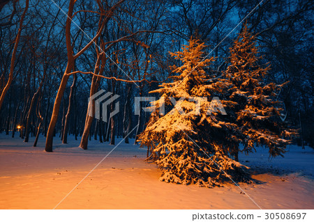 Spruce covered with snow on the alley in the park 30508697