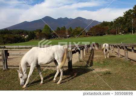 Yatsugatake和馬 Yatsugatake和馬 30508699