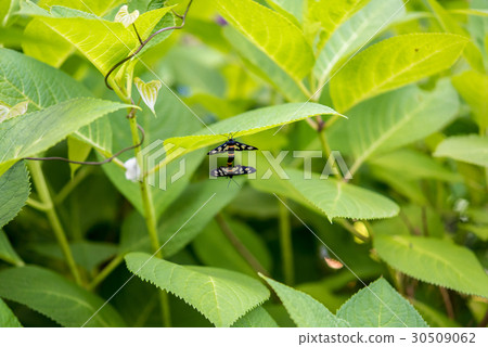 Mating of Canococa 30509062