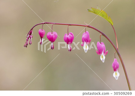 Image of 30509269