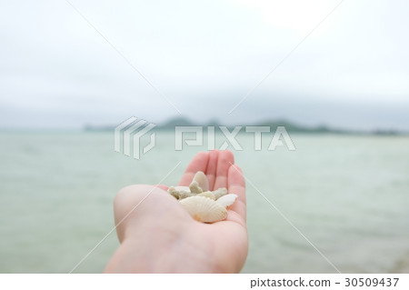 貝殼 沖繩 琉球 30509437