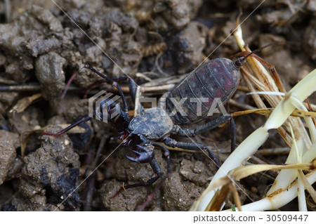 Tawan Sasorimodoki 30509447