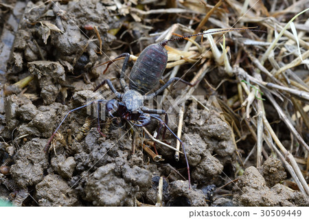 Tawan Sasorimodoki Tawan Sasorimodoki 30509449